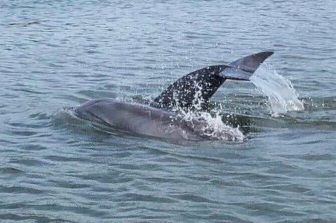 Charleston Dolphin Cruise Scenic Harbor Adventure - What You’ll See and Do: The Scenic Itinerary