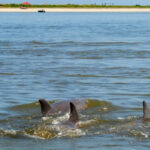 Charleston: Morris Island Lighthouse Eco-Boat Tour - The Itinerary Breakdown