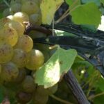 Château du Bois-Huaut: Cellar Tour and Wine Tasting Class - The Experience in Detail