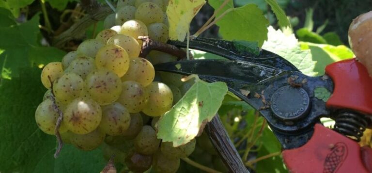 Château du Bois-Huaut: Cellar Tour and Wine Tasting Class - The Experience in Detail