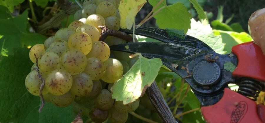Château du Bois-Huaut: Cellar Tour and Wine Tasting Class - The Experience in Detail