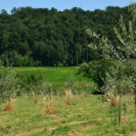Chianciano: Olive Mill Tour with Oil and Food Tasting - What to Expect from the Olive Mill Tour in Chianciano