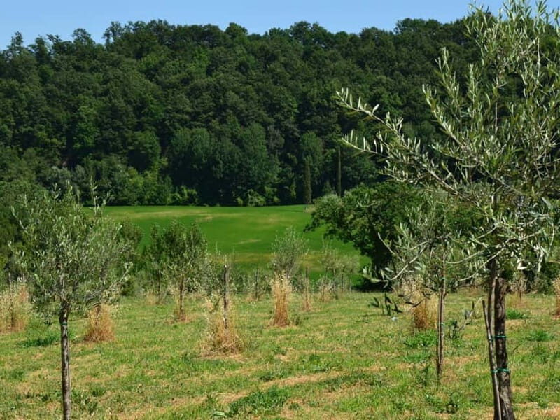 Chianciano: Olive Mill Tour with Oil and Food Tasting - What to Expect from the Olive Mill Tour in Chianciano