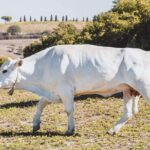 Chianina cattle Tour - FAQs about the Chianina Cattle Tour