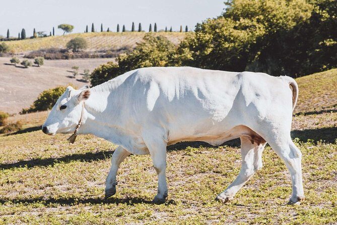 Chianina cattle Tour - FAQs about the Chianina Cattle Tour