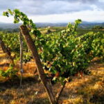 Chianti Classico E-bike Tour - The Experience and the Guides