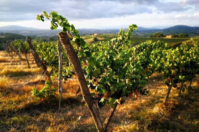 Chianti Classico E-bike Tour - The Experience and the Guides