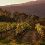 Chianti Colli Fiorentini Winery Tour 18km from Florence - A Deep Dive into the Tuscany Experience