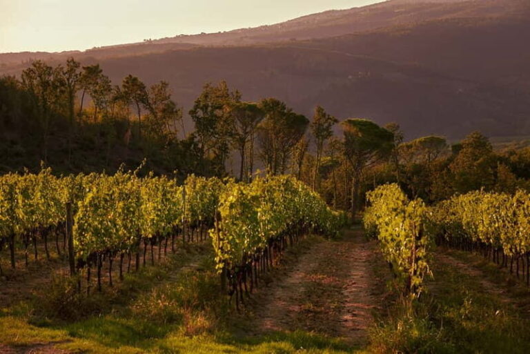 Chianti Colli Fiorentini Winery Tour 18km from Florence - A Deep Dive into the Tuscany Experience
