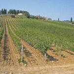 Chianti Experience Shore Excursion from Livorno Port - A Closer Look at the Itinerary