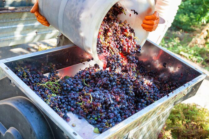 Chianti Half-day Wine Tour in the Tuscan's Hills from Pisa - What Makes This Tour Stand Out