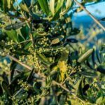 Chianti Rufina: Discover the tradition of extra virgin olive oil and organic wines - Who Should Consider This Tour?