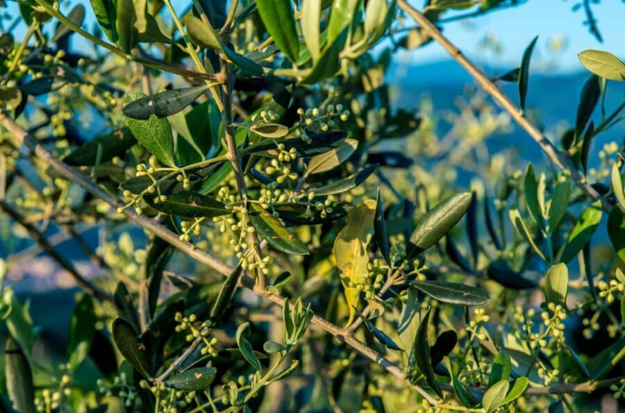 Chianti Rufina: Discover the tradition of extra virgin olive oil and organic wines - Who Should Consider This Tour?