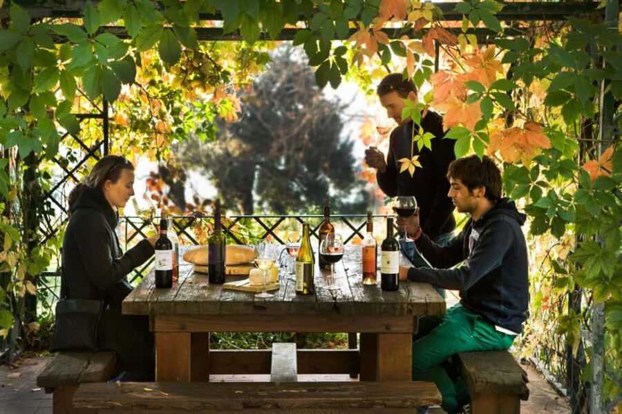 Chianti Rufina: Organic and biodynamic winery tour with tasting - A Scenic Journey: The Vineyards and Olive Groves