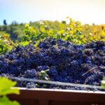 Chianti: Wine and Olive Oil Tasting with Cellar Tour - The Itinerary: What to Expect
