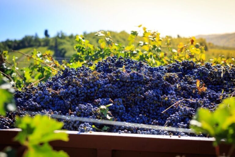 Chianti: Wine and Olive Oil Tasting with Cellar Tour - The Itinerary: What to Expect