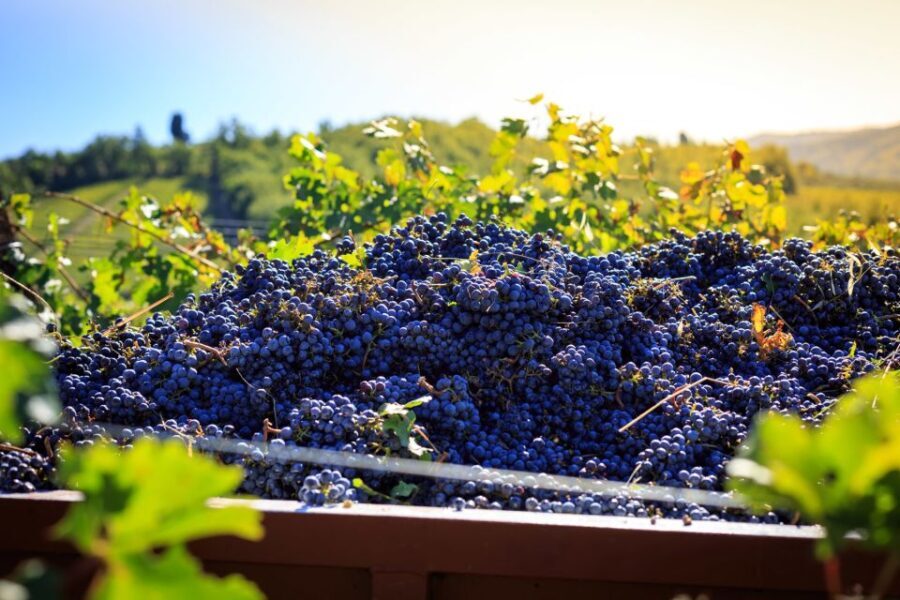 Chianti: Wine and Olive Oil Tasting with Cellar Tour - The Itinerary: What to Expect