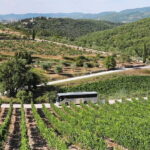 Chianti Wine Tour: Two Wine Tastings, Vineyards and Cellar Visit - A Deep Dive into the Chianti Wine Tour Experience
