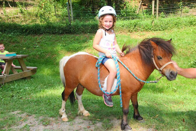 Children Mini Horse Rides - An In-Depth Look at Children Mini Horse Rides in Asheville
