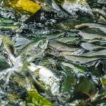 Chilkoot Lake Kayaing - Departing from Haines. - Why This Tour Is Worth Considering