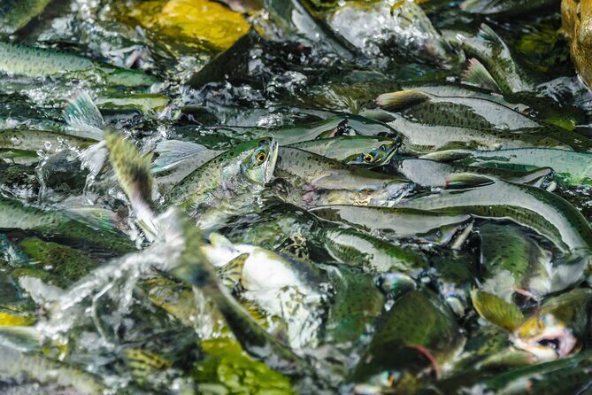 Chilkoot Lake Kayaing - Departing from Haines. - Why This Tour Is Worth Considering