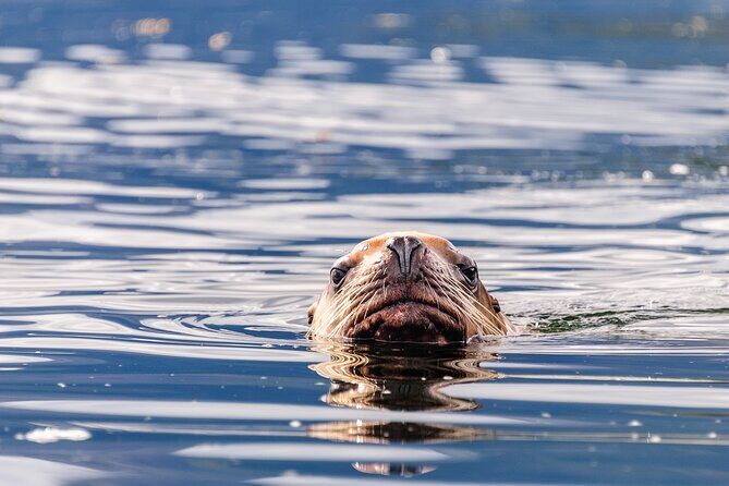 Chilkoot Lake Kayaking - Departing From Skagway - An In-Depth Look at the Chilkoot Lake Kayaking Experience
