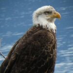 Chilkoot Wilderness and Wildlife Viewing (2.5 hrs in Haines) - An In-Depth Look at the Chilkoot Wilderness Wildlife Tour
