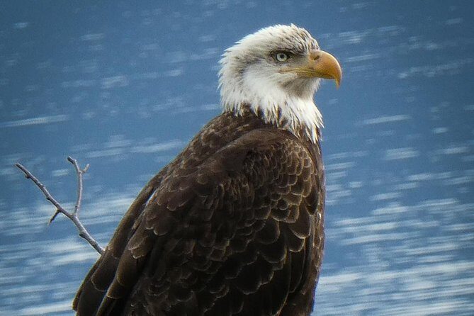 Chilkoot Wilderness and Wildlife Viewing (2.5 hrs in Haines) - An In-Depth Look at the Chilkoot Wilderness Wildlife Tour