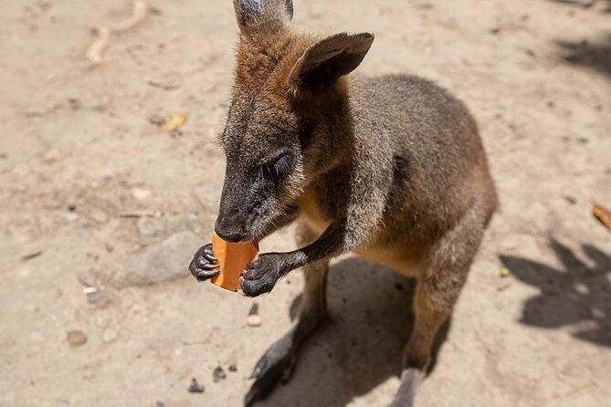 Chillagoe Caves and Outback Day Trip from Cairns - FAQs