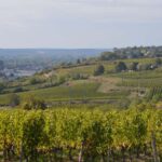 Chinon : Discovery Tours and Wine Tasting - Exploring the Chinon Experience in Depth