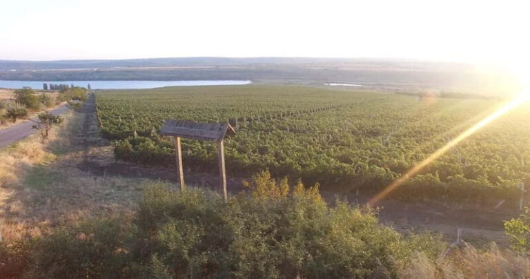 Chisinau: City Tour and Cojusna Winery with Tasting - Who This Tour Is Best For