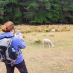 Christchurch: Packhorse Hut Guided Walk and Scenic Drive - In-Depth Review of the Christchurch: Packhorse Hut Guided Walk and Scenic Drive
