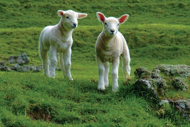 Christchurch Sheep Farm Visit - Who Should Consider This Tour?
