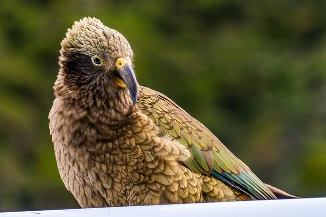 Christchurch to Franz Josef via Hokitika (1 way) - Transportation and Group Experience