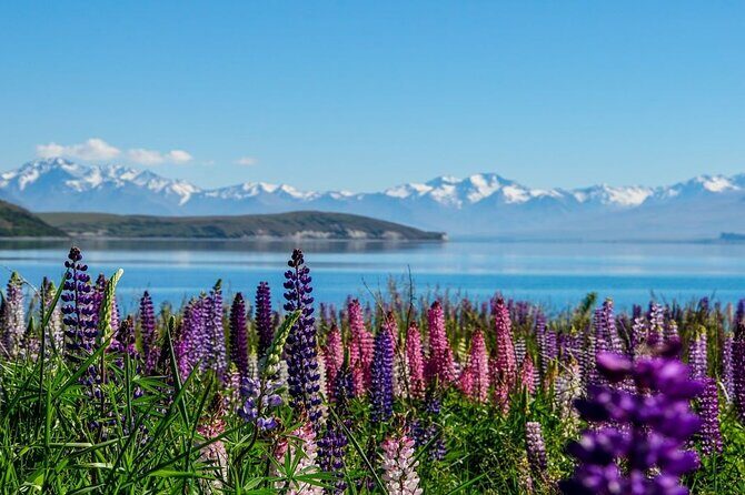 Christchurch to Mt Cook via Lake Tekapo Half-Day Tour (One-Way) - Authentic Experiences Highlighted by Travelers