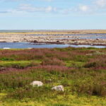 Churchill: Exclusive Tundra Buggy Day Trip - Who Will Love This Experience?
