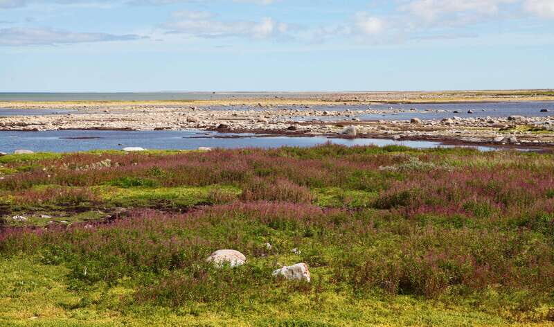Churchill: Exclusive Tundra Buggy Day Trip - Who Will Love This Experience?