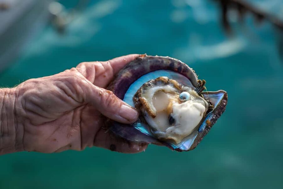 City Tour to Cabo San Lucas and Transparent boat to the Arch - What to Expect: A Closer Look at the Itinerary