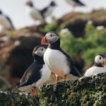 Classic Puffin Watching Cruise from Downtown Reykjavík - Why This Tour Offers Great Value