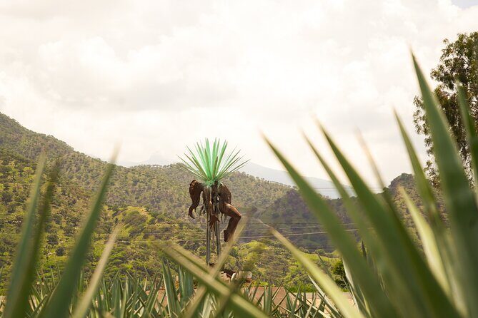 Classic Tequila Tour and CANTARITOS EL GÜERO - What Makes This Tour Stand Out