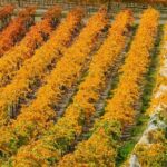 Classic Wanaka Wine Tour - Who Will Love This Tour?