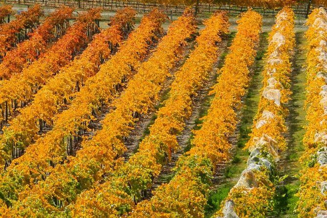 Classic Wanaka Wine Tour - Who Will Love This Tour?