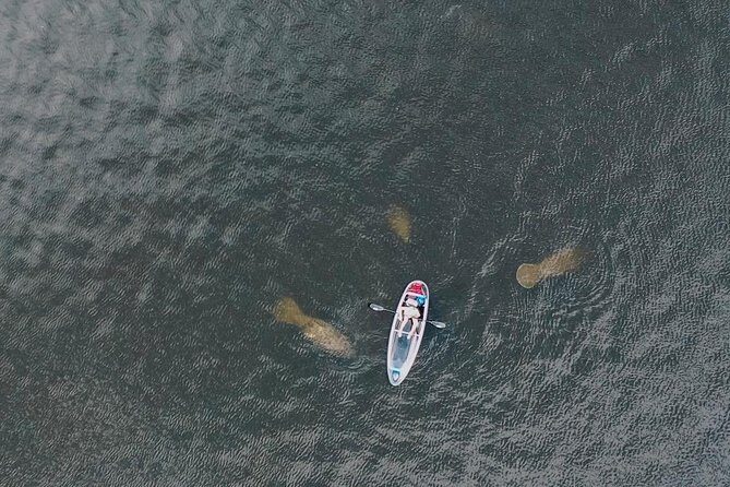 Clear Kayak Tour of Tarpon Springs | Manatee Season