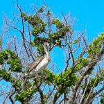 Clear/Standard Kayak Self Guided Island EcoTour Bonita Springs! - The Sum Up: Is This Tour Right for You?