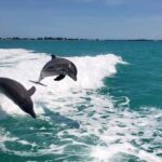 Clearwater Beach: Dolphin Excursion - Flippers Fun Boat - The Boat and Comfort