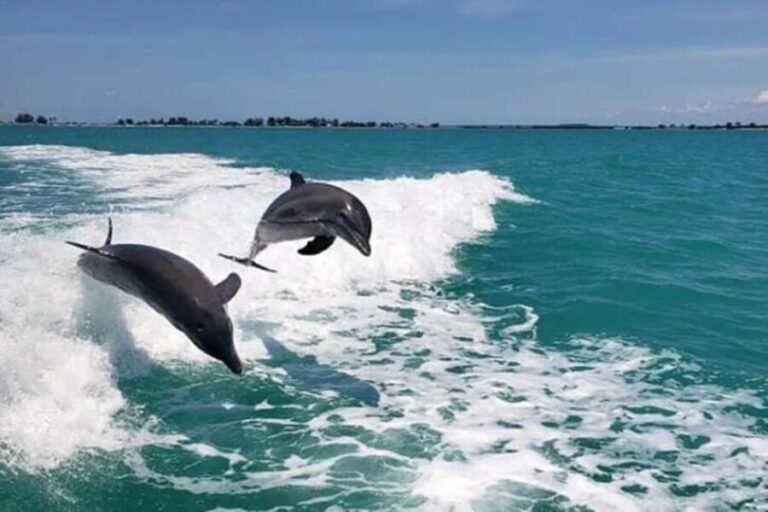 Clearwater Beach: Dolphin Excursion - Flippers Fun Boat - The Boat and Comfort
