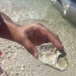 Clearwater Beach Pontoon Tours - Practical Tips for Your Trip