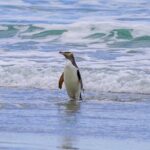 Clearwater Private Penguin & Wildlife Tour from Port Otago (5hrs) - The Value of This Experience
