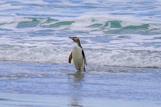 Clearwater Private Penguin & Wildlife Tour from Port Otago (5hrs) - The Value of This Experience