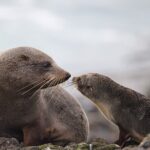 Clearwater Wildlife Tours (small group 10max) Otago Peninsula - Final Thoughts
